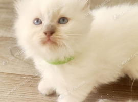Ragdoll kittens for sale