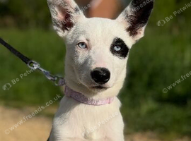 Welsh collie