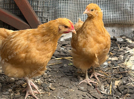 Pair of Buff Orpingtons