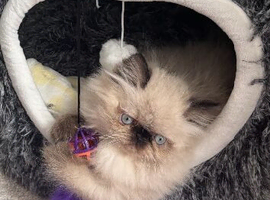 Himalayan beautiful Persian kitten boy