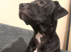 Black staffy