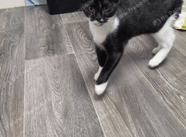 Tuxedo Kitten 5 Months Old Male