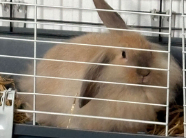 Lionhead and lop mix