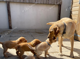 Labrador Puppies