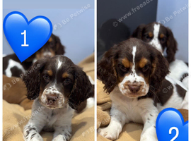 Cocker spaniel puppies