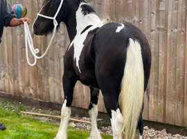 17 month old chaps registered filly