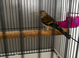 Goldfinch mule 27 days old
