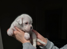 Beautiful Boxer Puppies looking for their forever homes