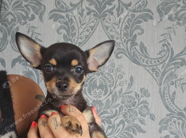 Chihuahua