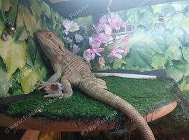 Breaded dragon