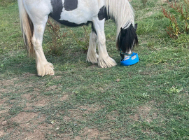 two year old