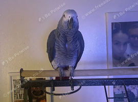 Male African grey