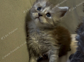 Large Maine coon kittens