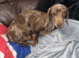 Dachshund sausage dog