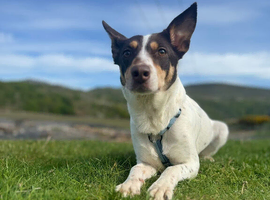 Mixed breed (Kelpie/ Huntaway X).
