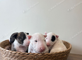 Miniature English Bull Terrier