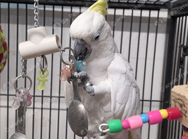 Sulphur crested cockatoo