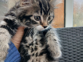 Maine coon xxx