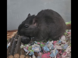 Gerbal