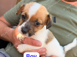 Jack Russell puppies 3 boys laft
