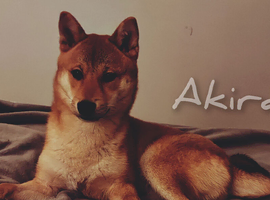 Full Shiba Inu Boy
