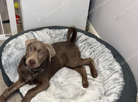 Labrador mix with Weimaraner
