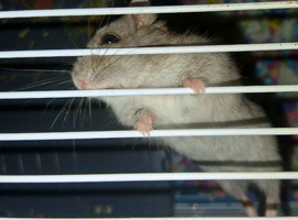 Beautiful wee dwarf hamster for sale.