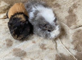 Female Baby Guinea Pigs for Sale