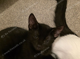 Male 10 week old kitten