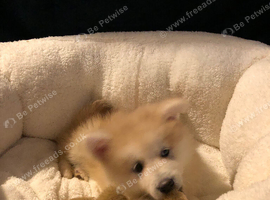 Pomsky stunning litter