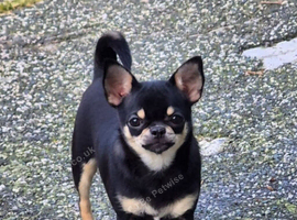 Beautiful Black/Tan Smooth Female Chihuahua