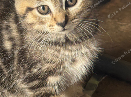 3 beautiful kittens for new homes