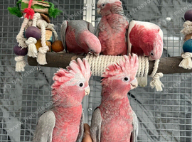 Baby Handreared Super Tame Cuddly Friendly Galah Cockatoo Parrot,1