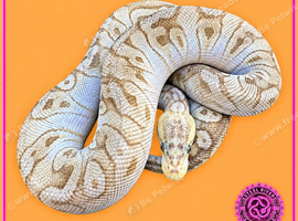 2024 Male Pastel Mojave GHI Clown