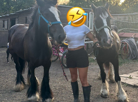 2 APPROX 14HH NICE COB MARES