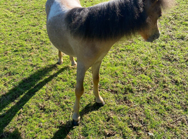 Beautiful spotted miniature colt