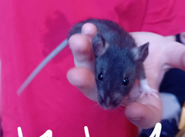 Dumbo/rex babies