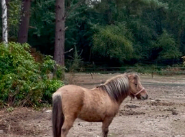 Beautiful Shetland dun mare