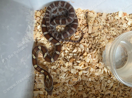 Caramel het palmetto corn snake