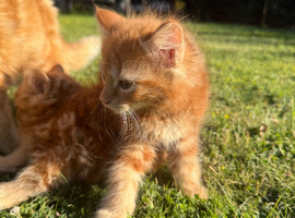 Kittens for sale