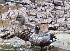 ***breeding pair new zealand shovelers***