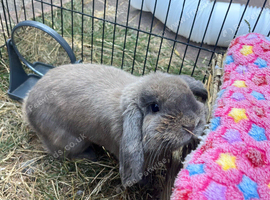 Mini lop bunnies