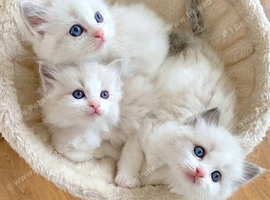 INDOOR  RAGDOLL KITTENS