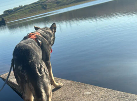 German shepherd cross