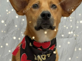 Bandit is looking for a forever family