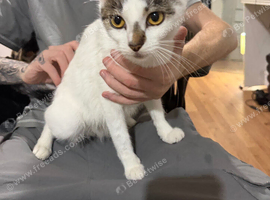 Kittens for sale