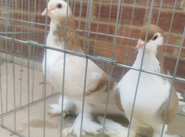 Lahore pigeons for sale