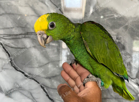 Hand-Rearing Baby Friendly Super Tame Cuddly Yellow Crown Amazon Parrot,18