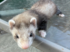 Polecat