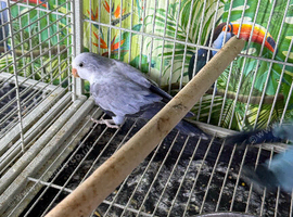 Baby&rsquo;s Quaker Glasgow 1 baby left